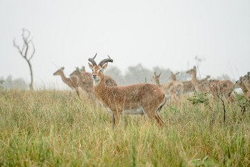 group of Impala macho in Murchison Falls with rain