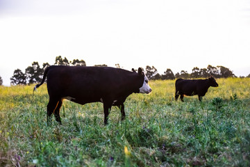 Cows in natural fields, Buenos Aires, Argentina