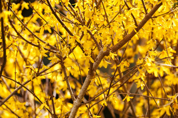 yellow spring blooming shrub flowers - Forsythia intermedia (border forsythia).