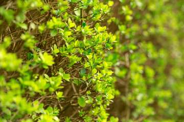Fototapeta na wymiar Green leaf pattern on spring bush, nature concept