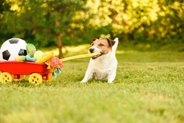 Happy dog stealing hoard of toys and balls in wheelbarrow to play in garden