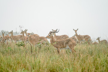 Naklejka na ściany i meble group of Impala macho in Murchison Falls with rain