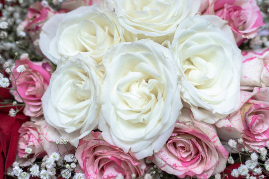 A bouquet of white, red and pink spotted roses, decorated with Gypsophila.