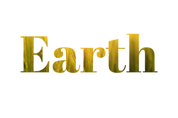 Wheat green spikelets in field on sunny day