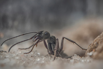 Diacamma rugosum