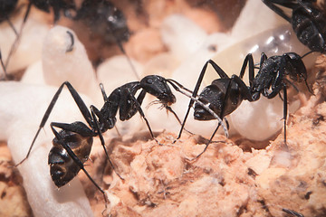 Camponotus cruentatus