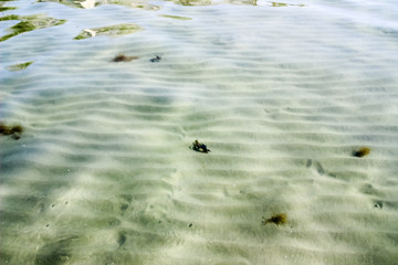 Seabed, golden-yellow solar patches of light. The greased image of seaweed reminding light spots. Soft focus. Blyur.