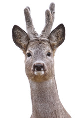 Obraz premium Roe Deer buck isolated on white