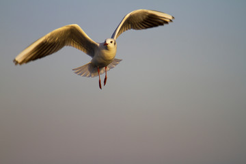 seagull on air 