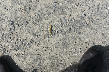 Caterpillar isolated on a hiking trail in the alps