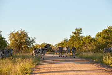 zebras