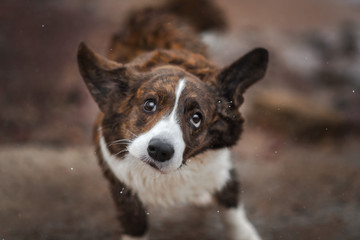 Adult dog welsh corgi cardigan posing outdoore