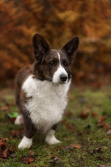 Adult dog welsh corgi cardigan posing outdoore