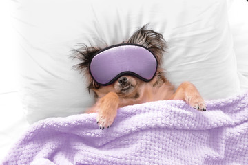 Cute dog with sleep mask in bed