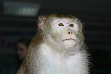 THOUGHTFUL MONKEY-CRAB MACAQUE-CRAB