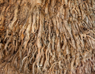 Roots of a palm tree