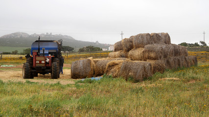 Hay stacking on a farm for the winter time.