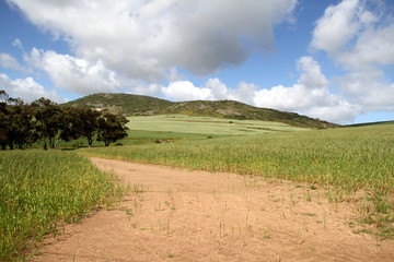 Fototapeta na wymiar Corn fields in the West Cape nature