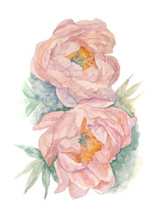 Peony flowers. Watercolor illustration.