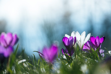 Springtime. Spring flowers in sunlight, outdoor nature. Wild crocus, postcard.