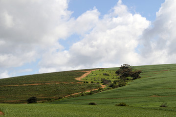 Fototapeta na wymiar Corn fields in the West Cape nature