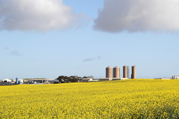 Canola fields in the Western Cape