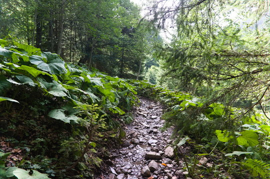 Hiking trail in green summer forest with sunshine, after rain.