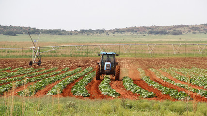 Farming in the Nortwest, South Africa 