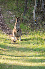 Wallaby standing on a path