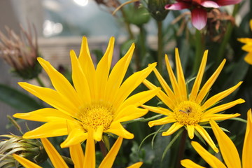 yellow flowers in garden