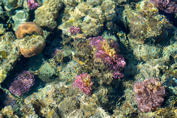 Fototapeta na wymiar Looking down at the live coral from above the water, with ripple effect on the water. Selective view.
