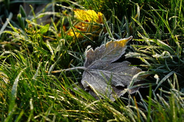 Frozen leaf lies in the grass on a sunny winter morning