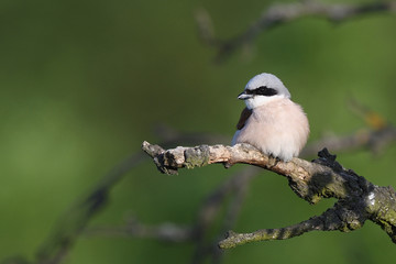 Red-backed shrike