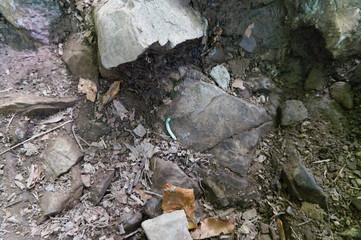 Caterpillar isolated on a hiking trail in the alps