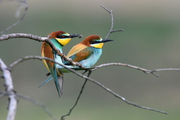 European bee-eater balancing