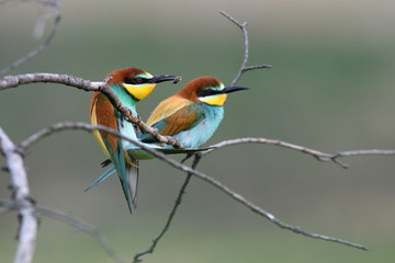 Fototapeta premium European bee-eater balancing