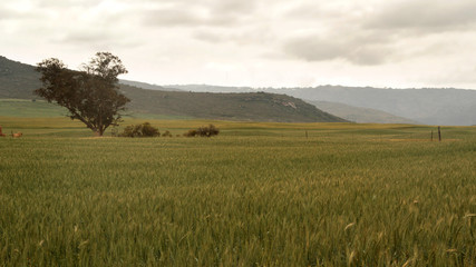 Fototapeta na wymiar Corn fields in the Western Cape