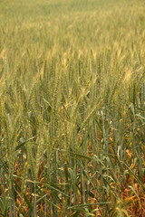 Corn fields in the Western Cape