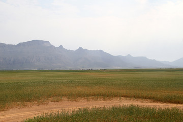 Fototapeta premium Corn fields in the Western Cape
