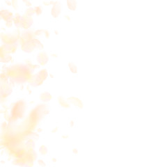 Yellow orange flower petals falling down. Superb r