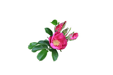 rose flower with buds and leaves isolated on white background