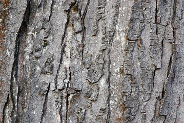 Bark