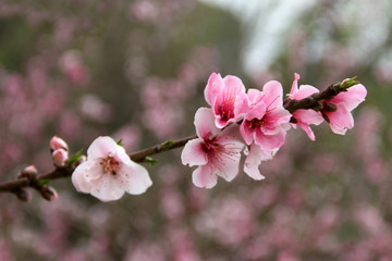 Peach tree blossoms near Rawsonville, Western Cape Province