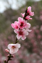 Naklejka na ściany i meble Peach tree blossoms near Rawsonville, Western Cape Province