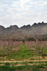 Peach tree blossoms near Rawsonville, Western Cape Province