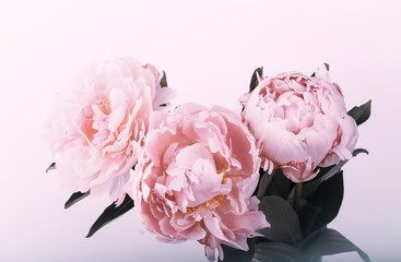 pink peonies on a gentle background