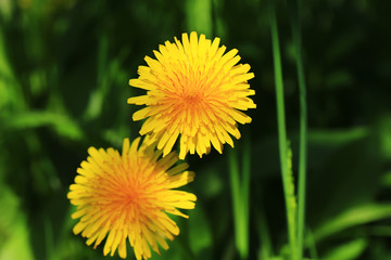 two yellow dandelion in the summer garden