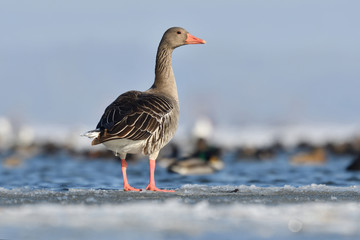 Greylag goose in winter