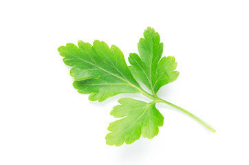 Green parsley leaf on white background - Image