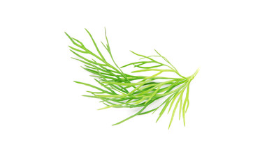 Green dill branch on white background - Image